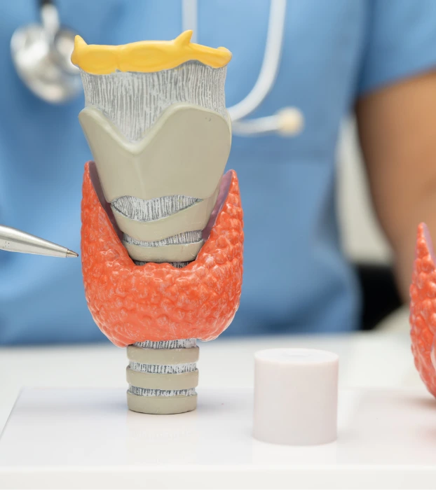 A detailed model of the thyroid gland, with a red textured surface, is placed on a stand representing the trachea and surrounding structures, with a yellow larynx at the top. A pen points to the model, and a person in a blue medical uniform is in the background.