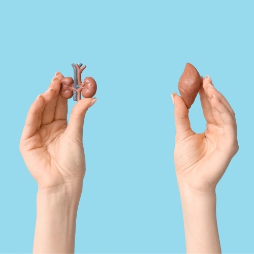 Two hands holding anatomical models of the kidneys and liver against a blue background, representing kidney and liver health awareness.